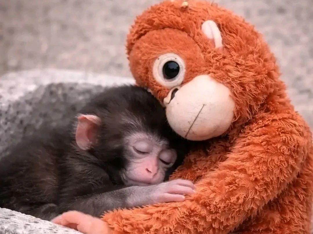 Η ιστορία του Punch δεν συγκινεί απλά τους γονείς αλλά  αποκαλύπτει τους πιο κρυφούς φόβους τους