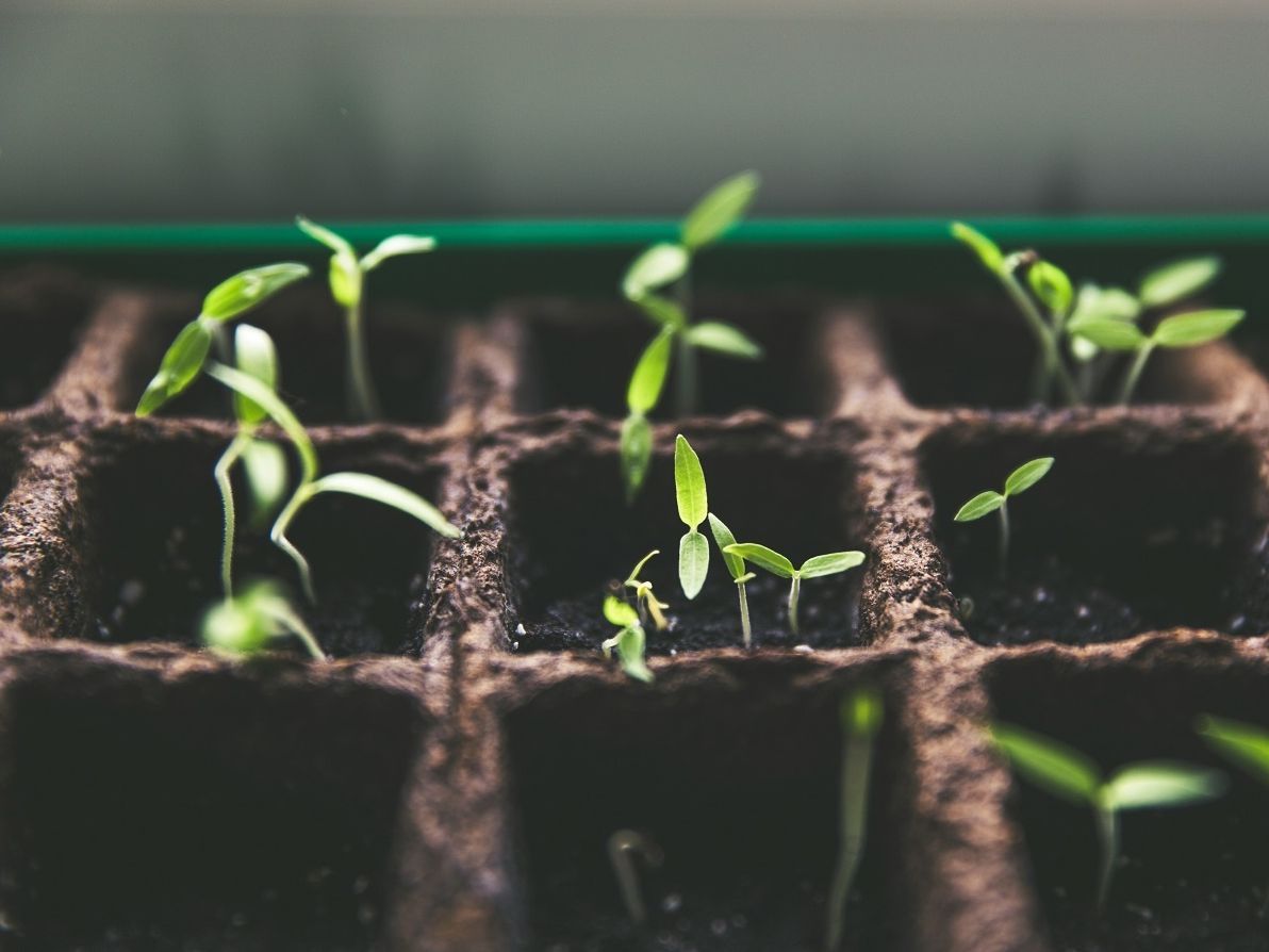 19 σπόροι που μπορείς να φυτέψεις από τώρα ως τον Απρίλιο σύμφωνα με κηπουρούς