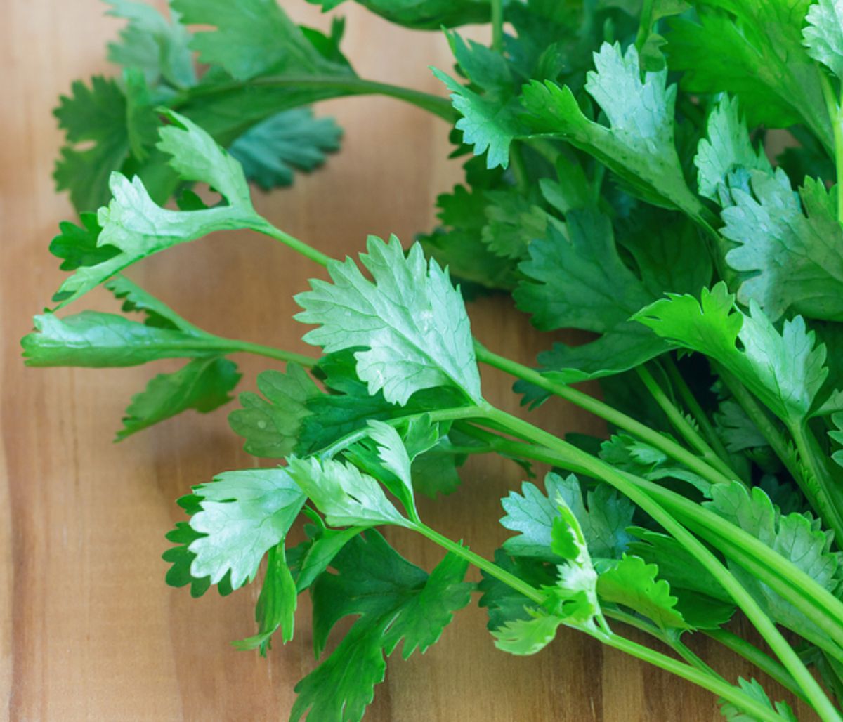 Κόλιανδρος: Γνωρίστε τα μοναδικά οφέλη του για την ψυχική και σωματική υγεία (εικόνες)