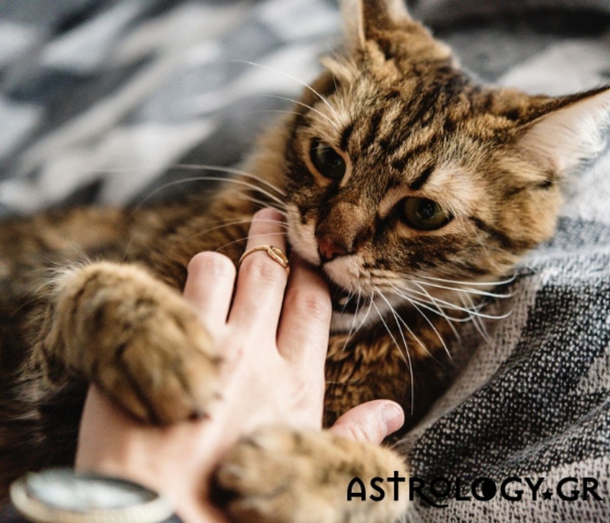 Ποιο ζώδιο θα «δαγκώσει» το χέρι που το ταΐζει; Ψήφισέ το!