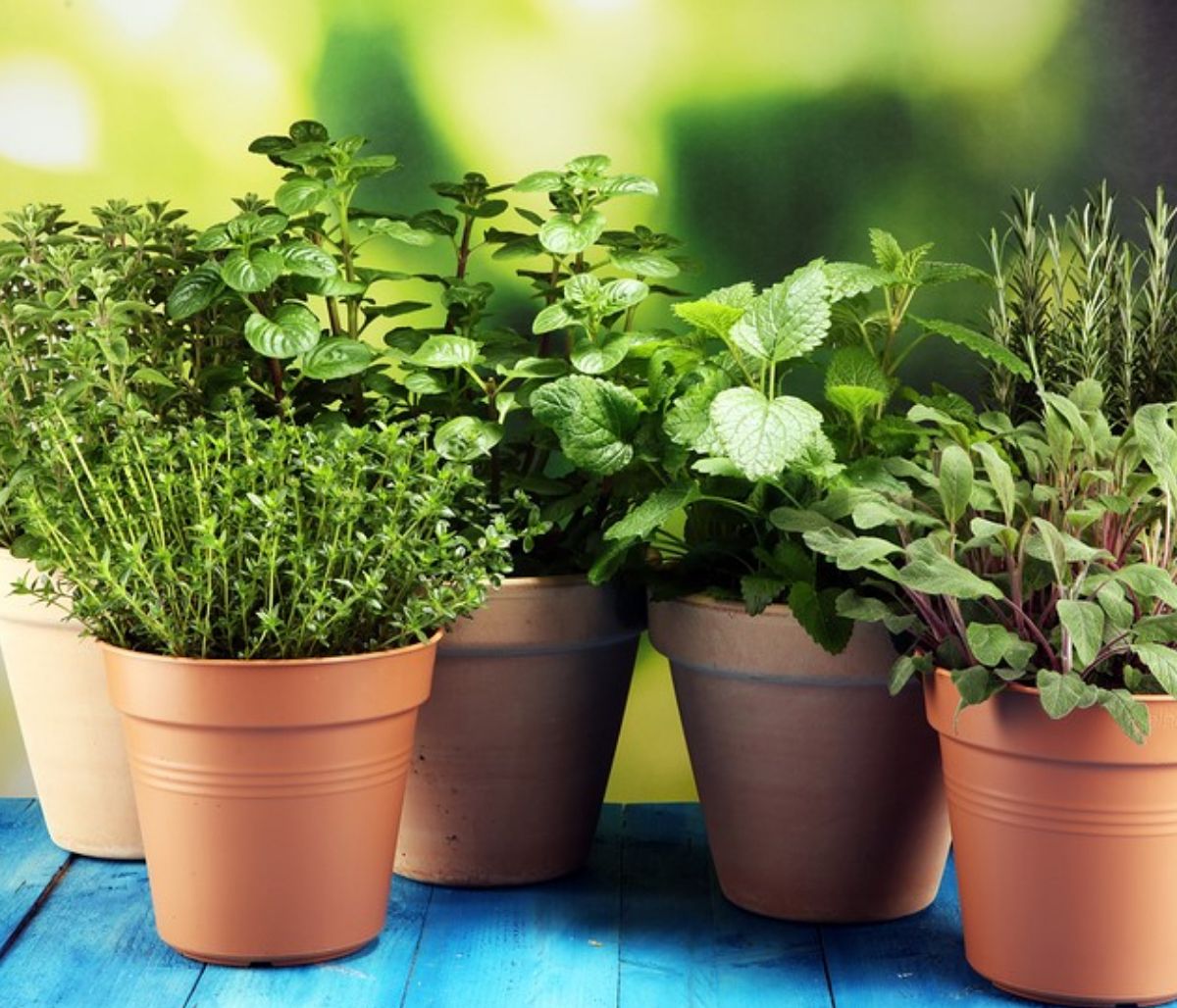Τα βότανα που αυξάνουν τη θρεπτική αξία των φαγητών (εικόνες)