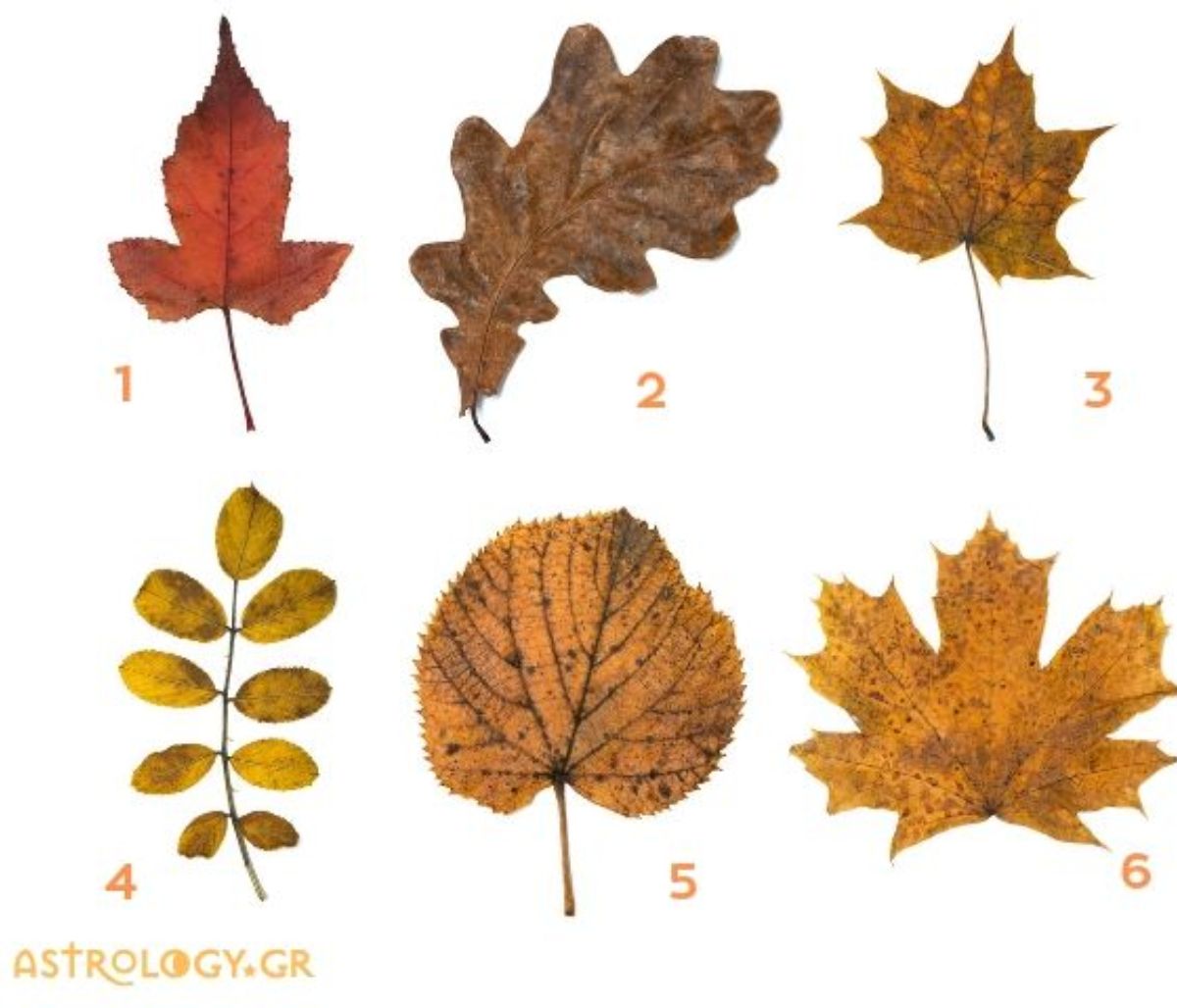 Τι είδους άνθρωπος είσαι; Διάλεξε 1 από τα 6 φύλλα και μάθε το!