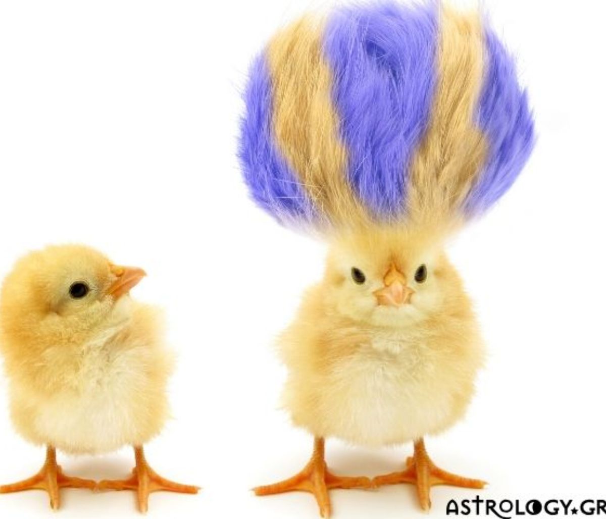 Ψήφισε και πες μας: Ποιο ζώδιο είναι το πιο… αλλοπρόσαλλο;