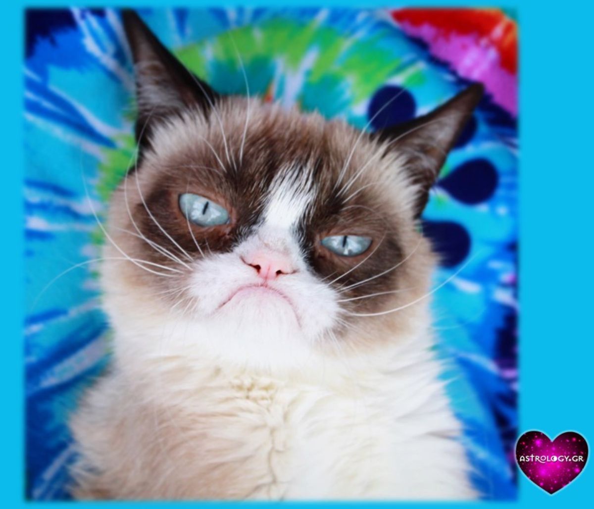 Η ατάκα της grumpy cat που εκφράζει το δικό σου ζώδιο