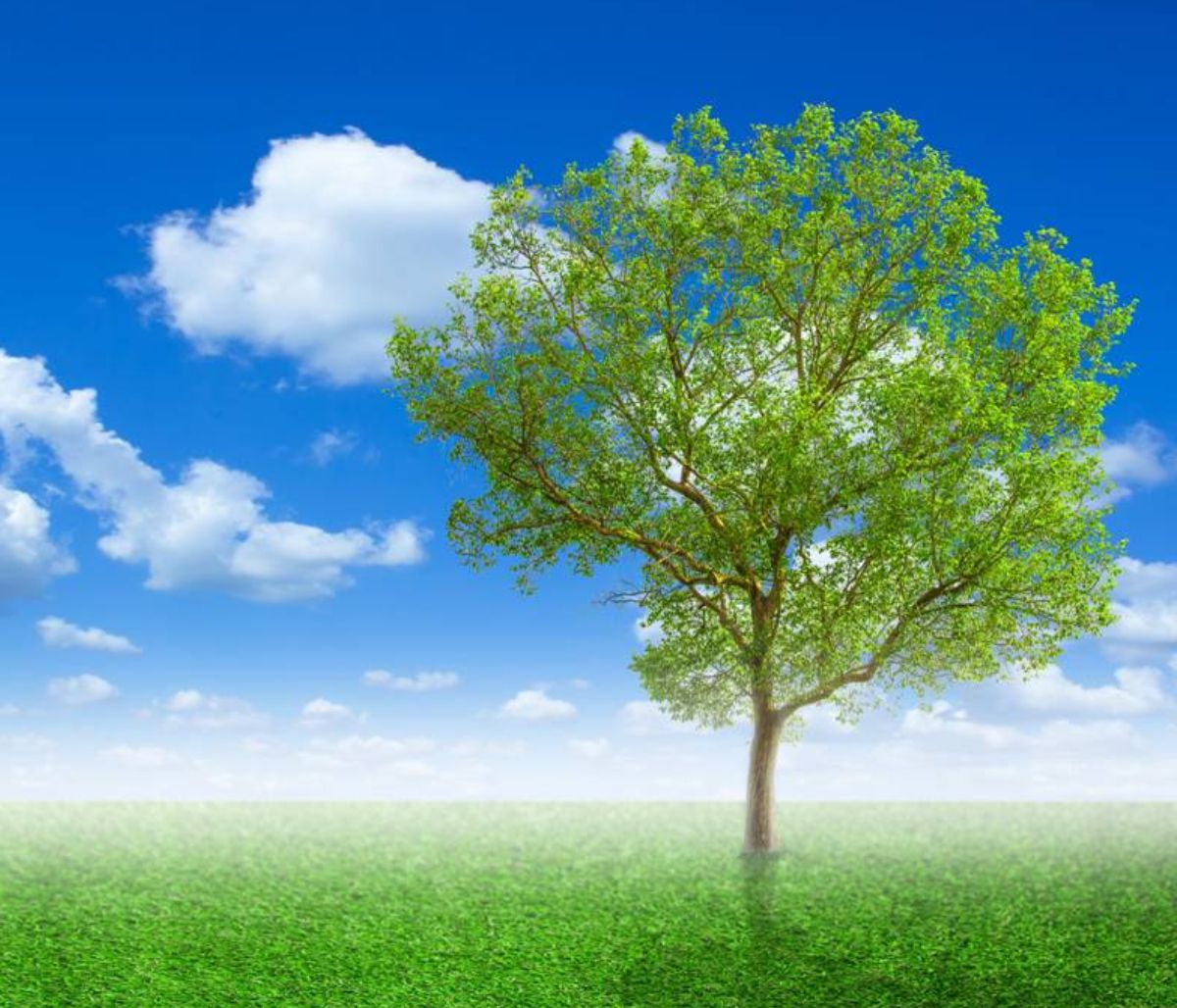 Μήπως είδες στο όνειρό σου δέντρο;