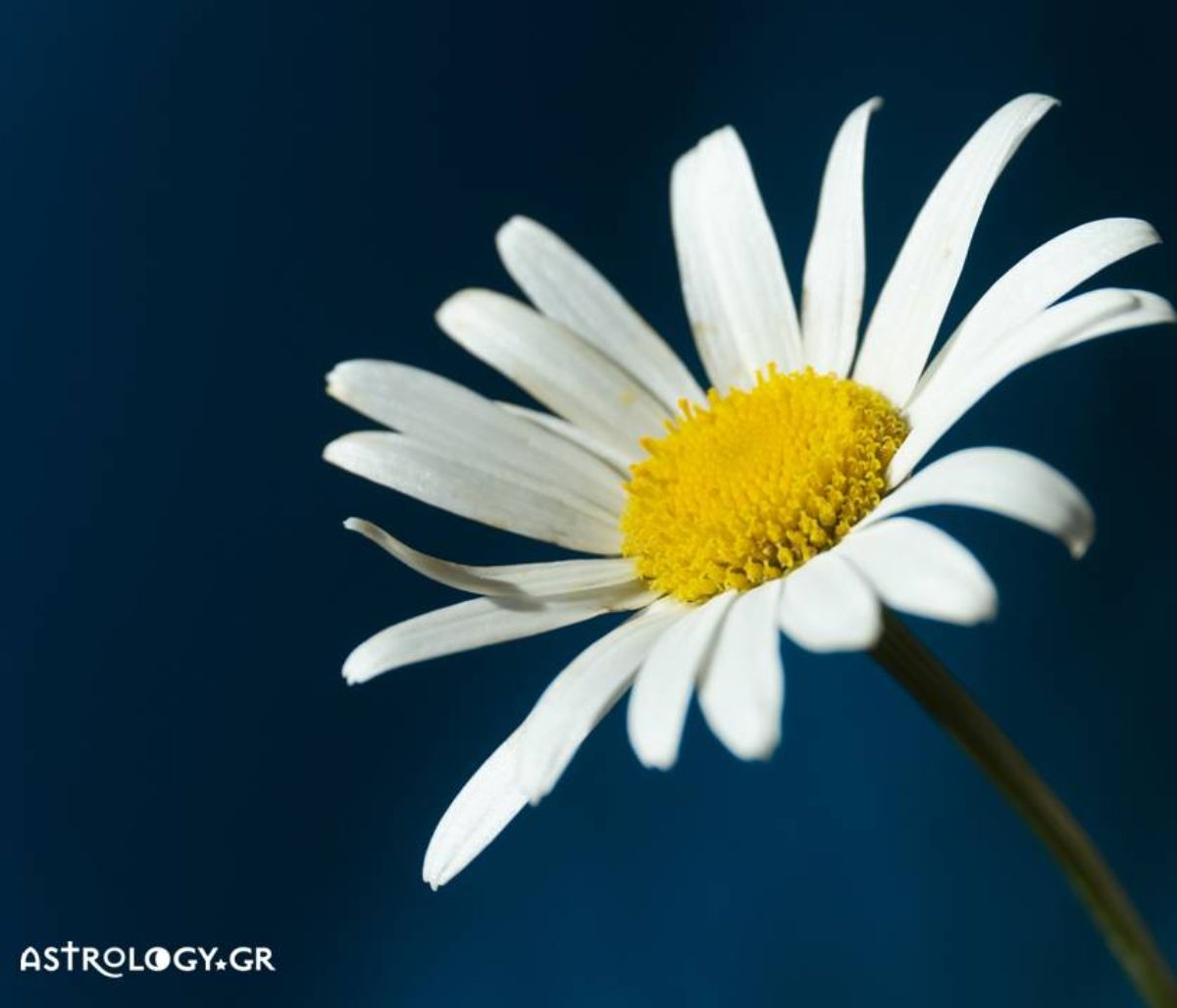 Μήπως είδες στο όνειρό σου μαργαρίτα;