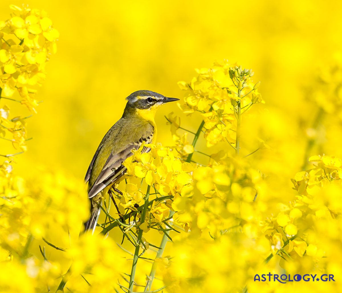 Διάβασε ΔΩΡΕΑΝ την προσωπική σου πρόβλεψη, για σήμερα 16/04/2020