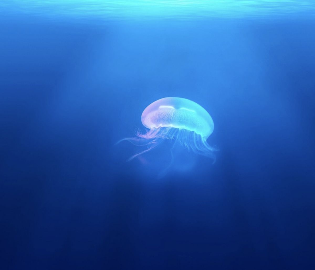 Απίστευτη εικόνα: Τεράστια τσούχτρα στα νερά της Βενετίας (video)