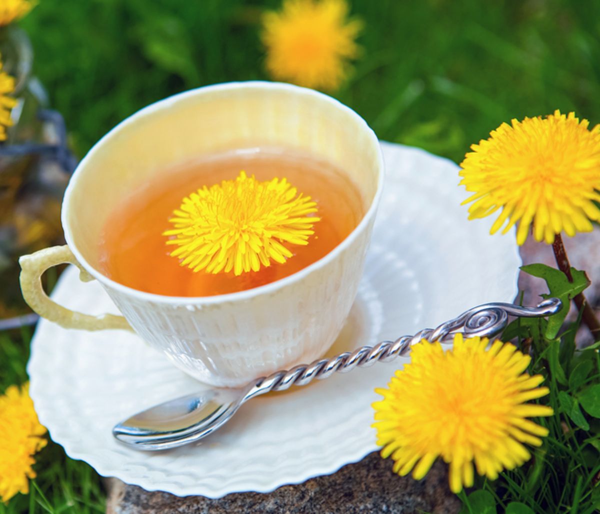 Πικραλίδα ή ταραξάκο: Ένα βότανο με πολλές ευεργετικές ιδιότητες (βίντεο)