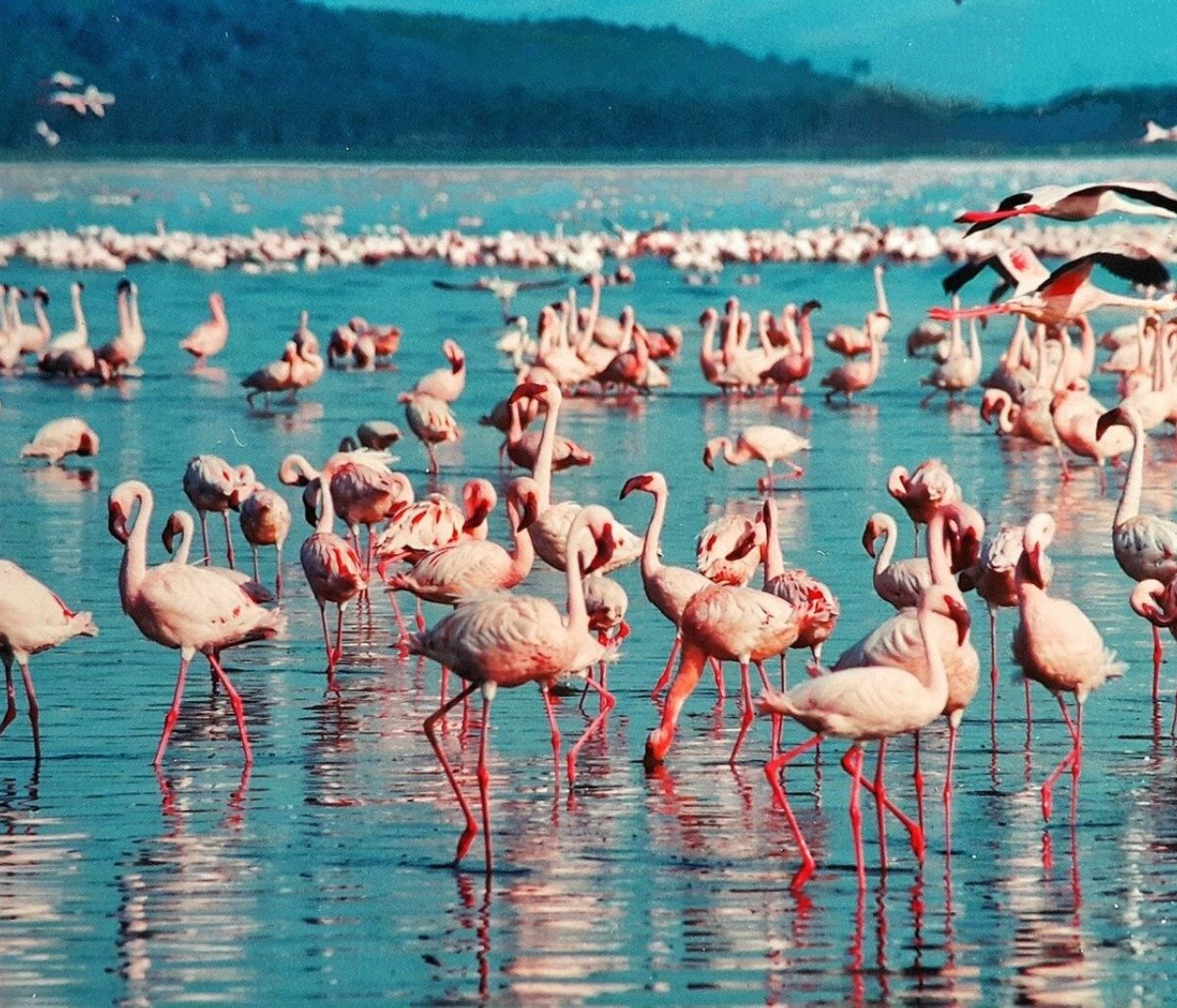 Εντυπωσιακές εικόνες: Επιδρομή ροζ φλαμίνγκο στο Μουμπάι (video)