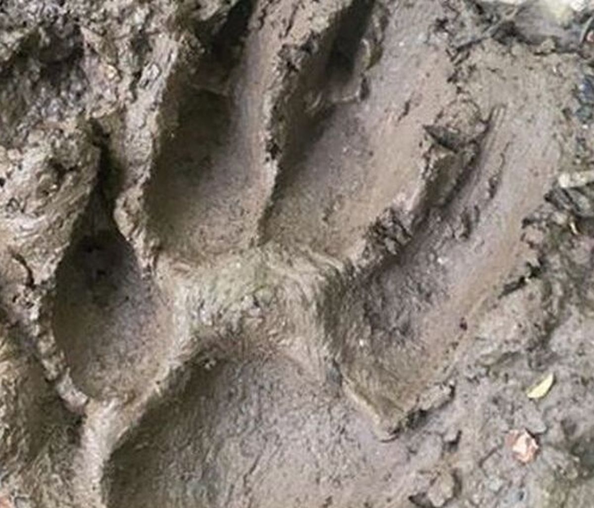 Τρόμος: Βρέθηκαν τεράστιες πατημασιές - Κάνουν λόγο για το «Τέρας του Ντάρτμουρ» (pics+video)