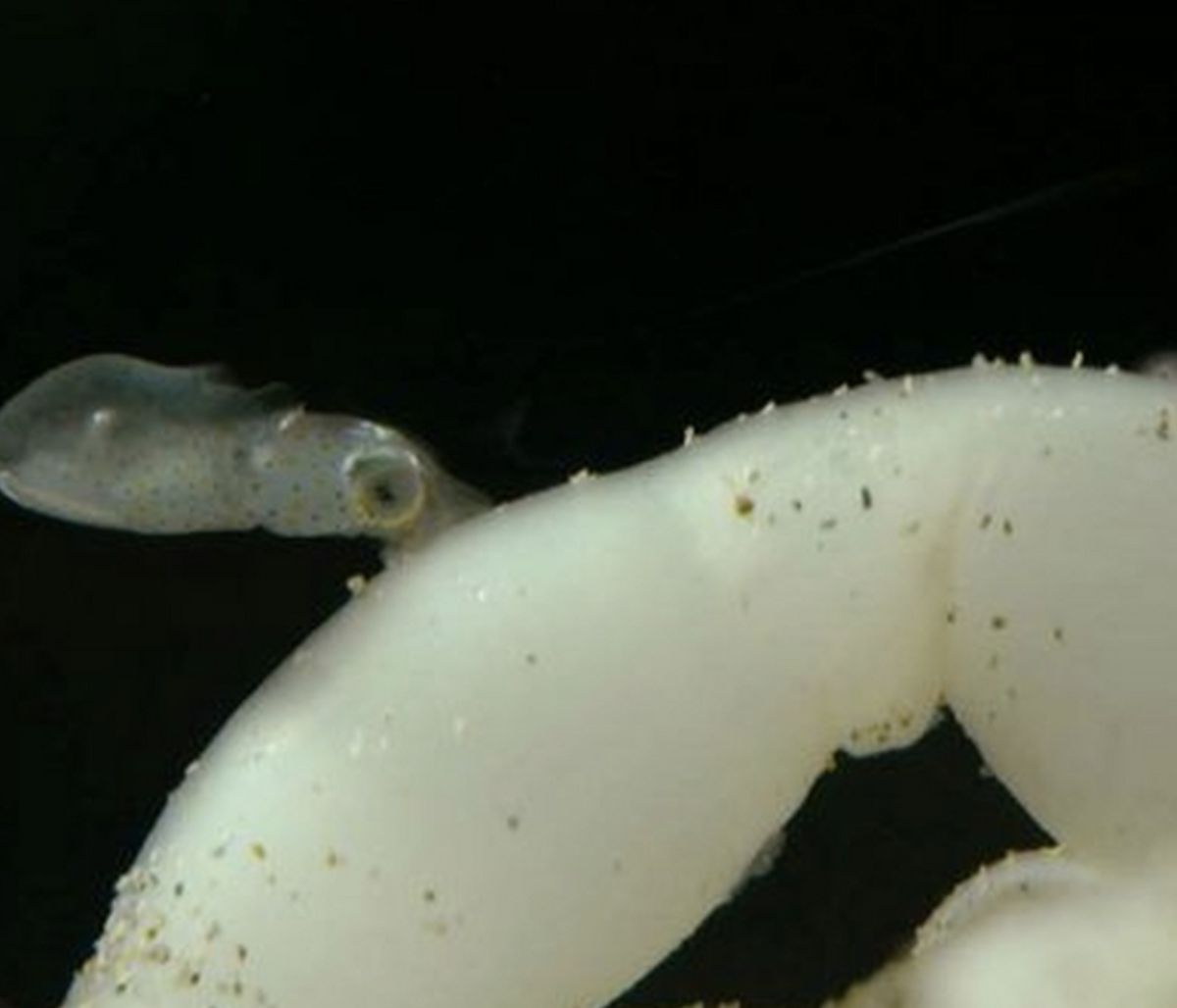 Κρυφή κάμερα καταγράφει καρέ - καρέ τη γέννηση ενός καλαμαριού!