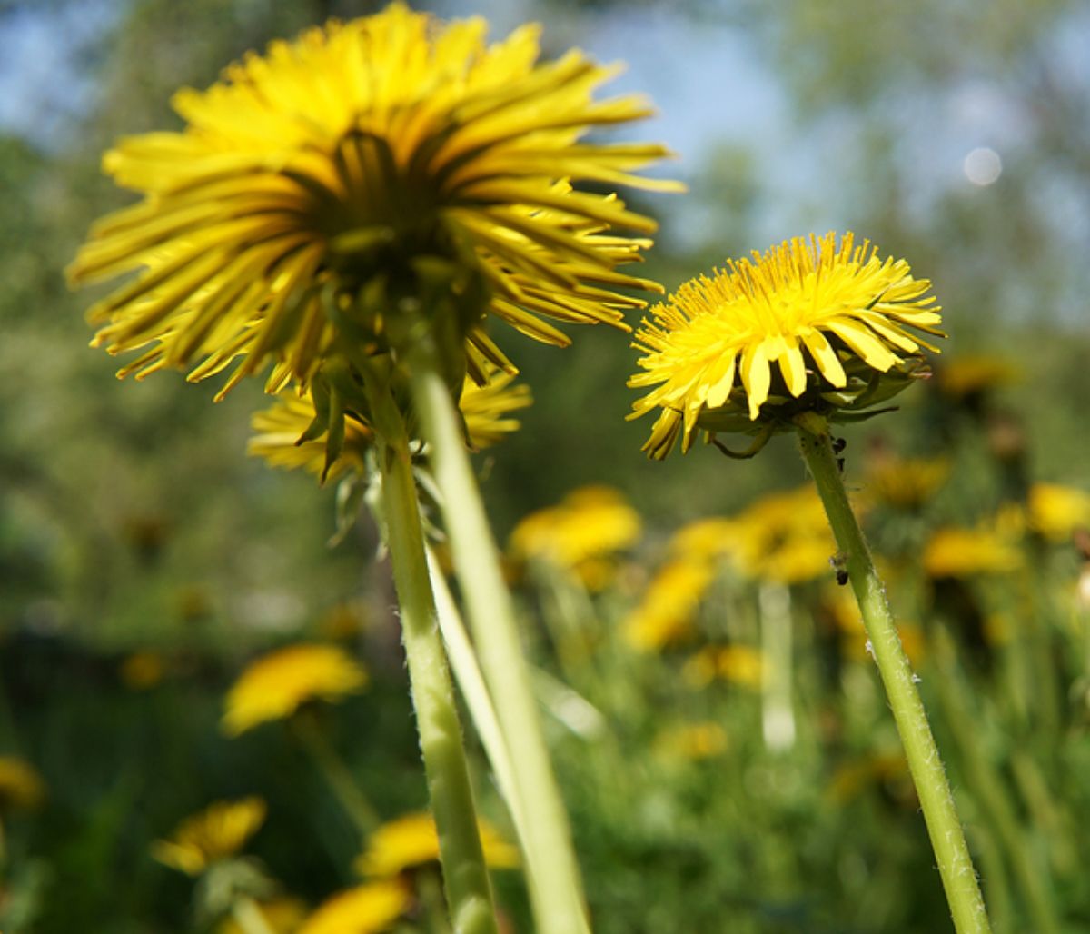 Πικραλίδα: Ένα βότανο με πολλαπλά οφέλη για την υγεία (εικόνες)