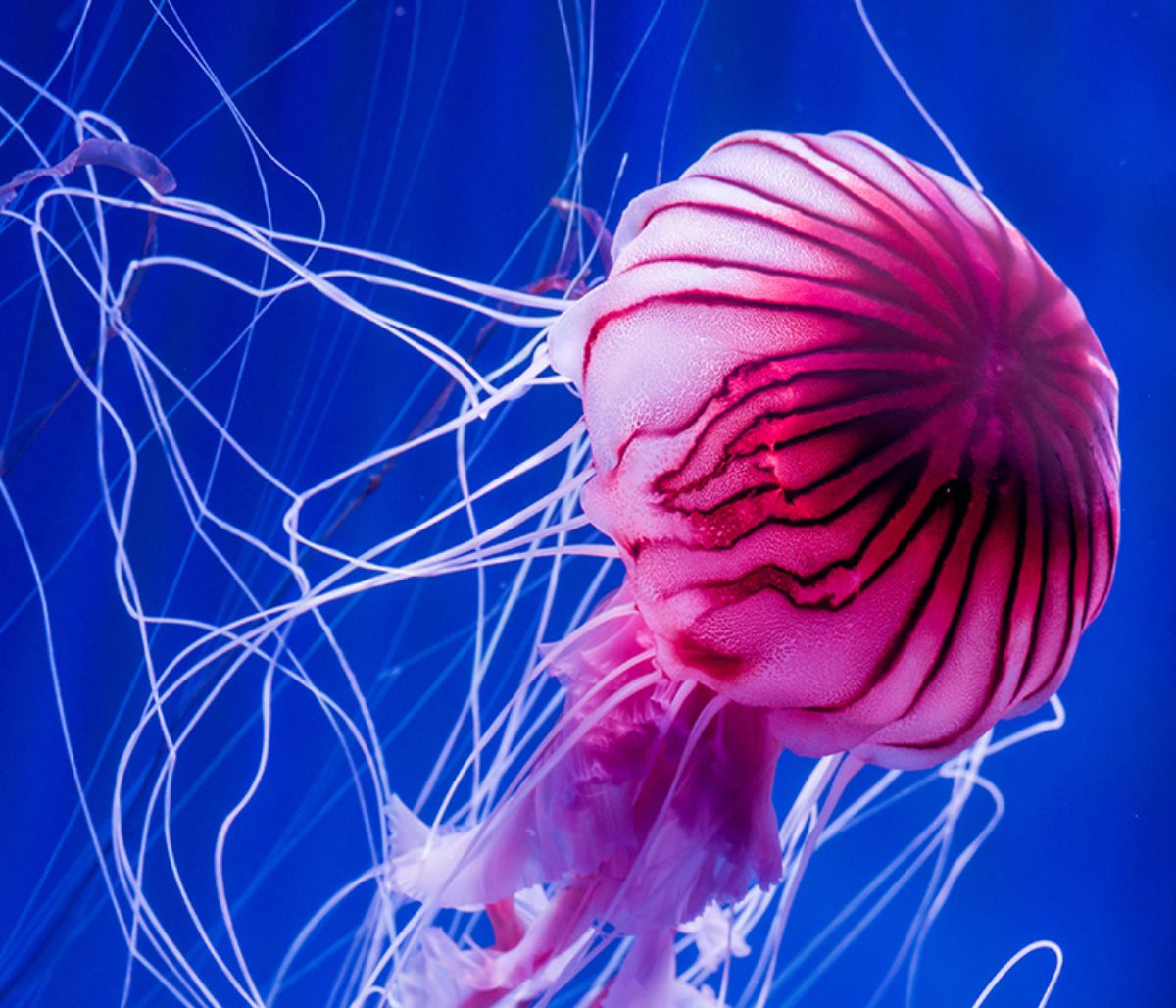 Διάβασε ΔΩΡΕΑΝ την προσωπική σου πρόβλεψη, για σήμερα 10/07/2020