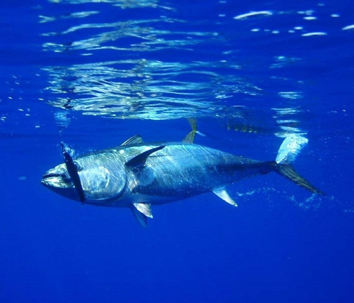 Έφηβοι έπιασαν τεράστιο τόνο έπειτα από 7 ώρες μάχης (video)