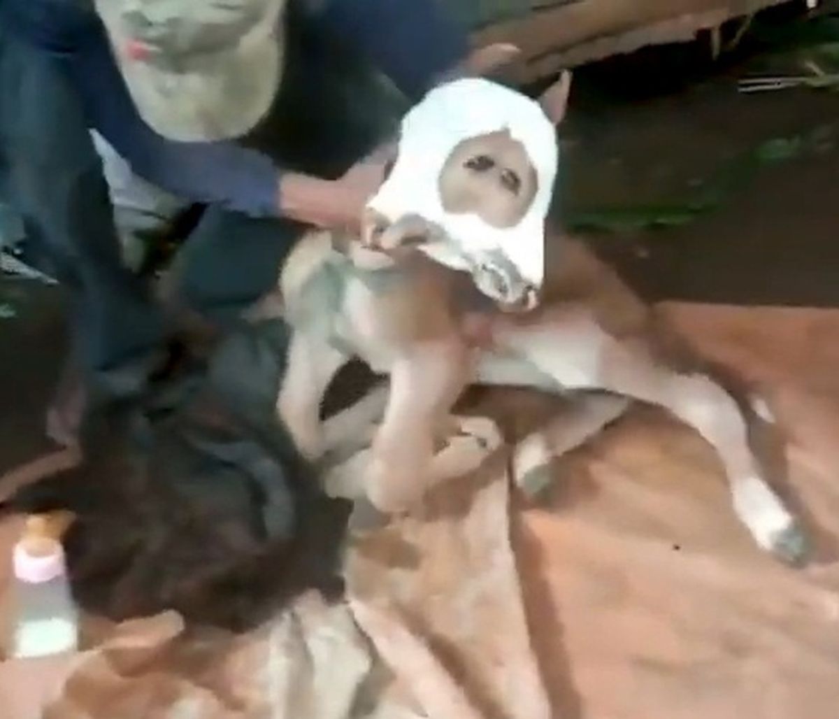 Γεννήθηκε μοσχαράκι με δύο κεφάλια - «Τρελάθηκαν» οι χωρικοί (video)