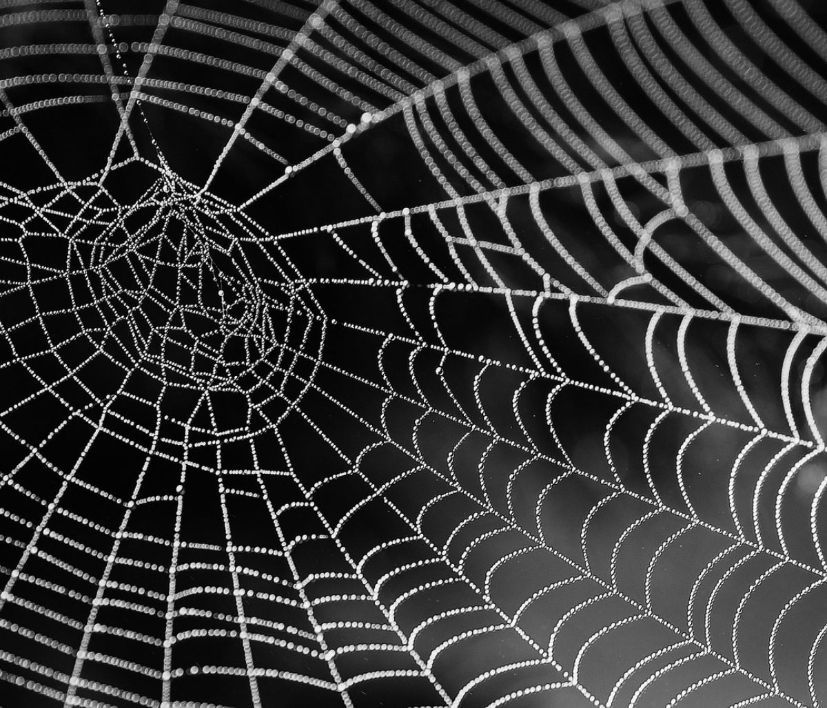 Έκανε «κομμάτια» το αυτοκίνητο λόγω... αράχνης (photos)