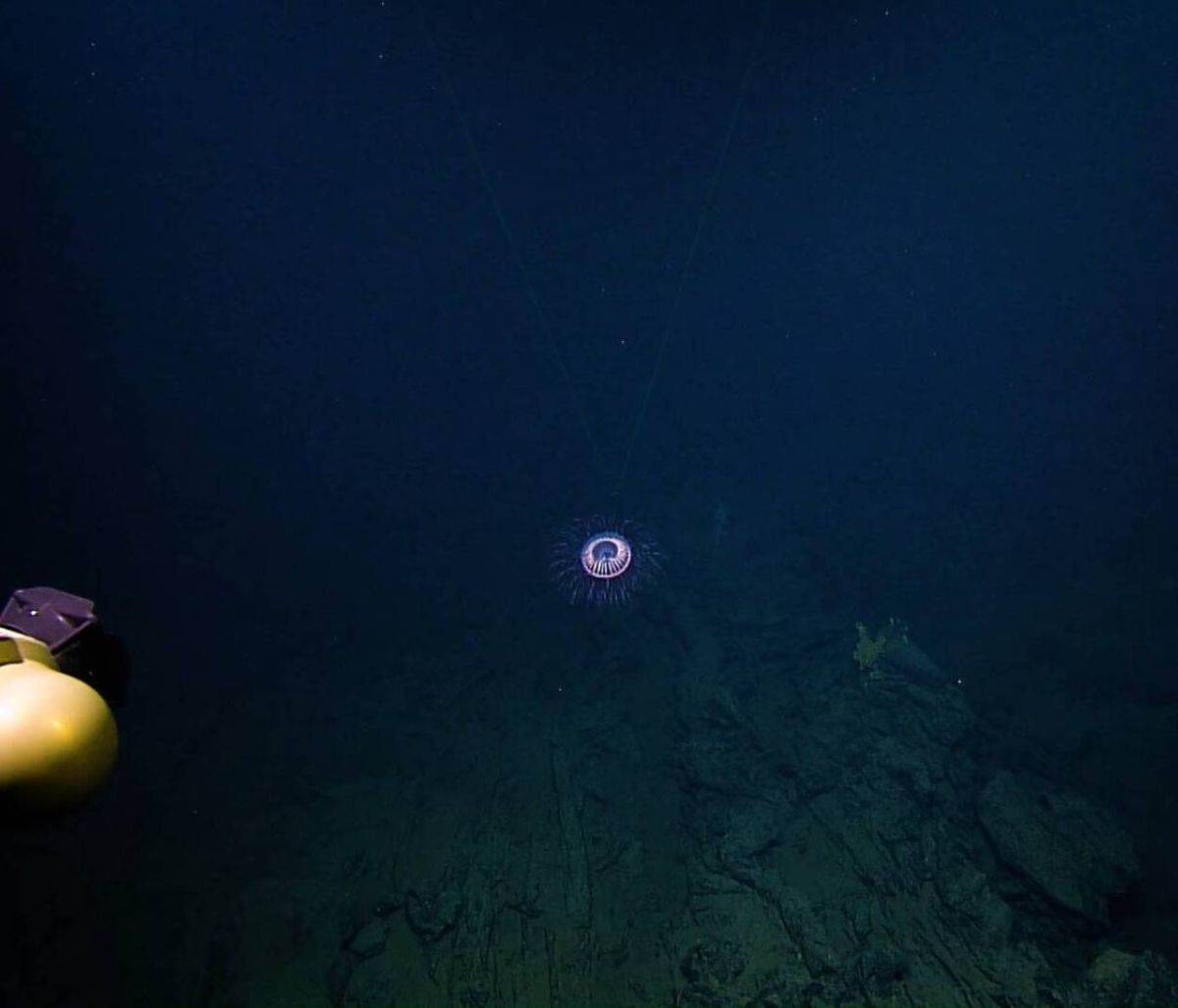 Η μέδουσα που θυμίζει… πυροτέχνημα (video)