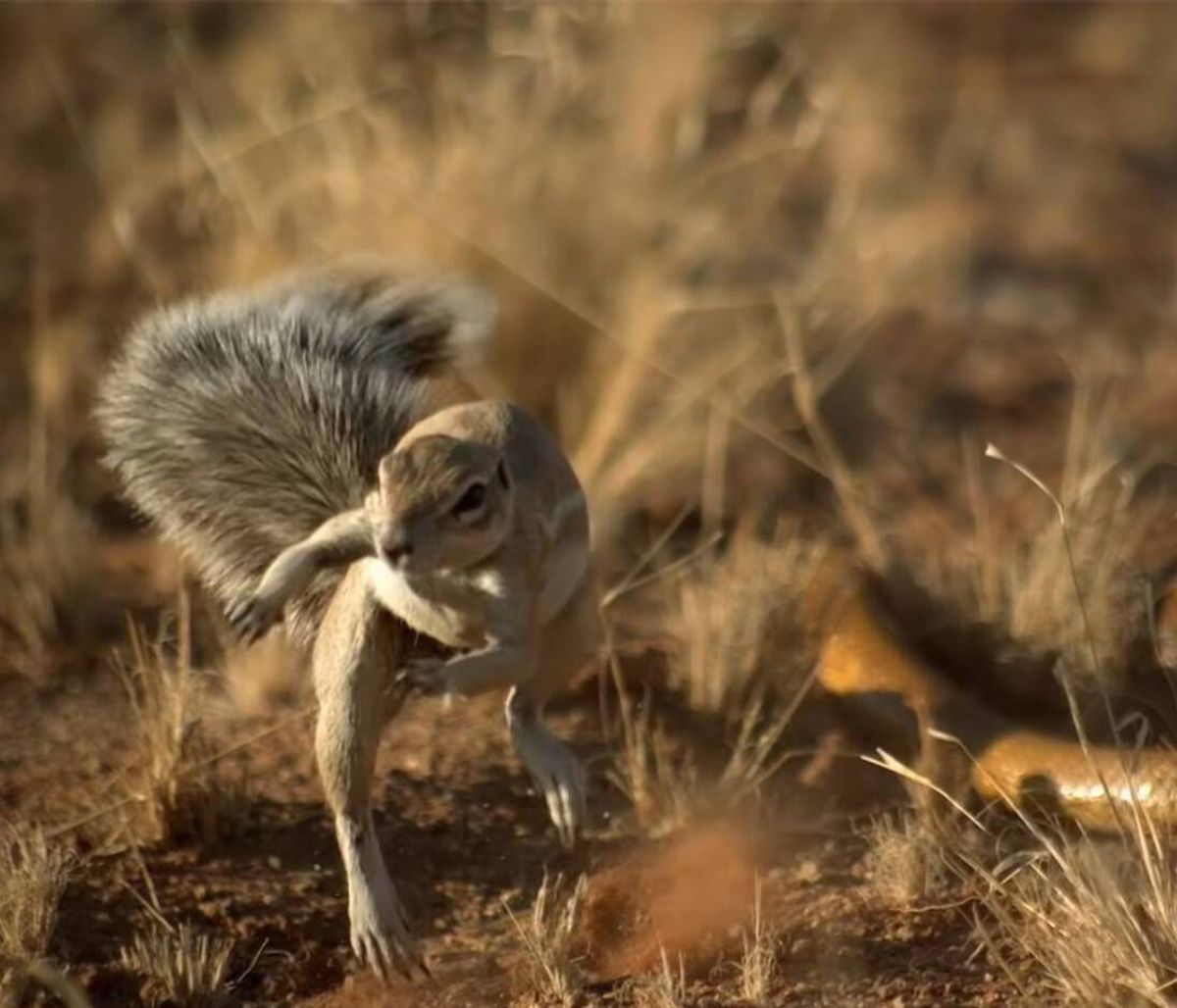 Μαγκούστα εναντίον κόμπρας: Ο «εξολοθρευτής» των φιδιών σε φοβερή μάχη (vid)