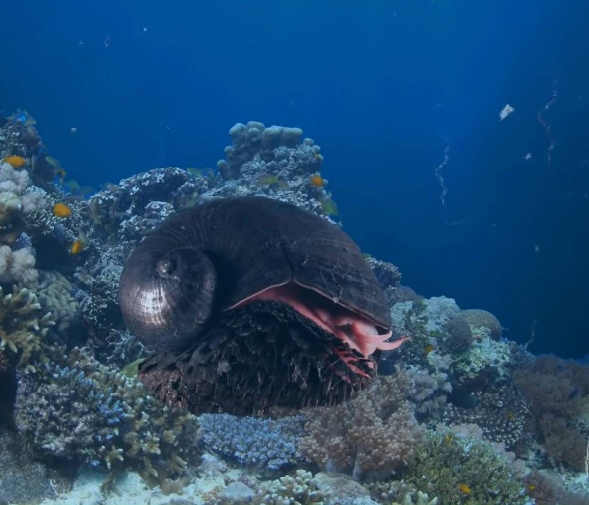 Τα 12 ισχυρότερα πλάσματα που έχετε δει ποτέ (video)