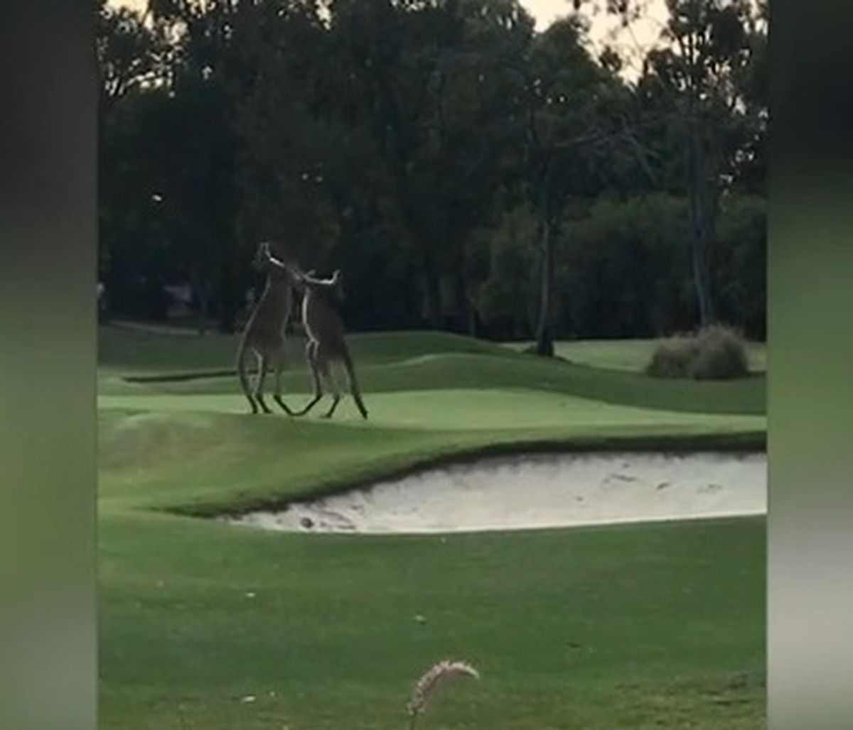 Τρελό ξύλο μεταξύ καγκουρό σε γήπεδο γκολφ (video)