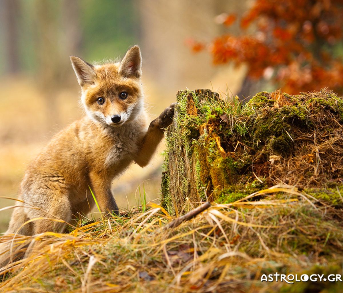 Διάβασε ΔΩΡΕΑΝ την προσωπική σου πρόβλεψη, για σήμερα 24/09/2020