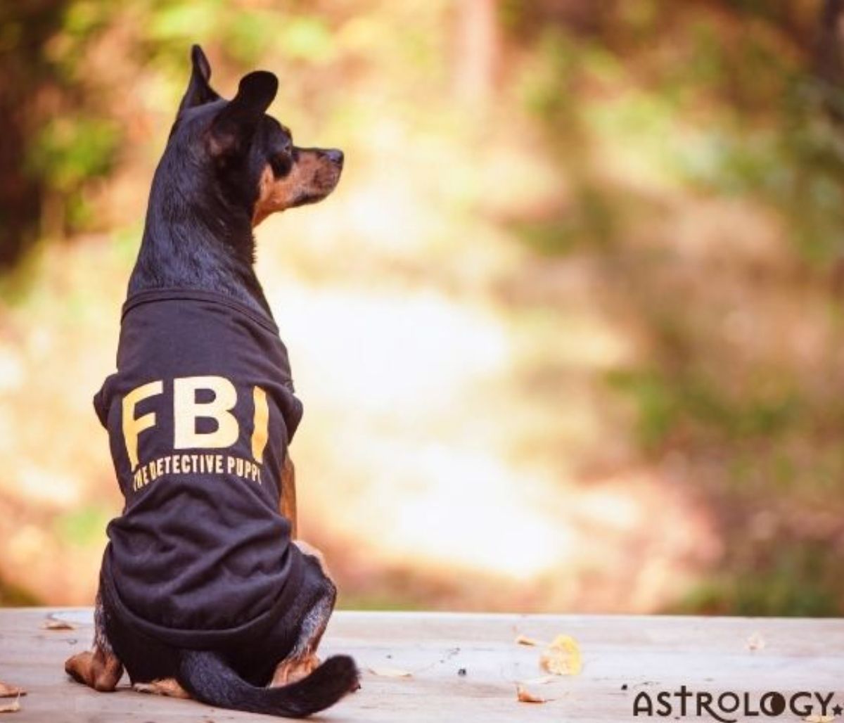 Τα 4 πιο ακίνδυνα ζώδια σύμφωνα με το FBI