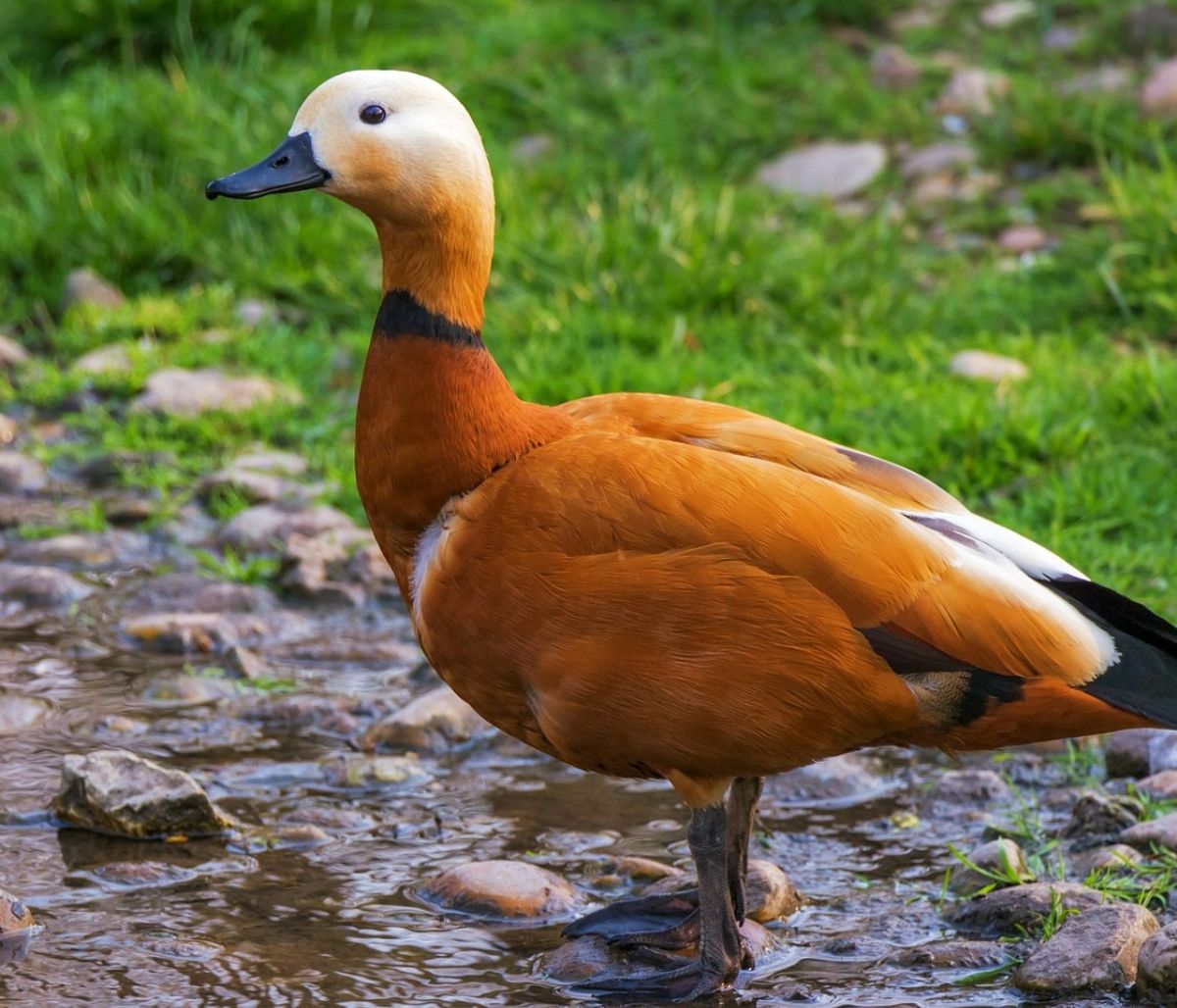 Αδίστακτη πάπια πέρασε από… κοπάδι κροκόδειλων - Ίσα που γλύτωσε (video)