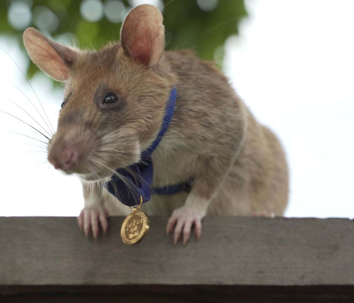 Ένας ήρωας... αρουραίος - Δείτε γιατί του δόθηκε χρυσό μετάλλιο (video)