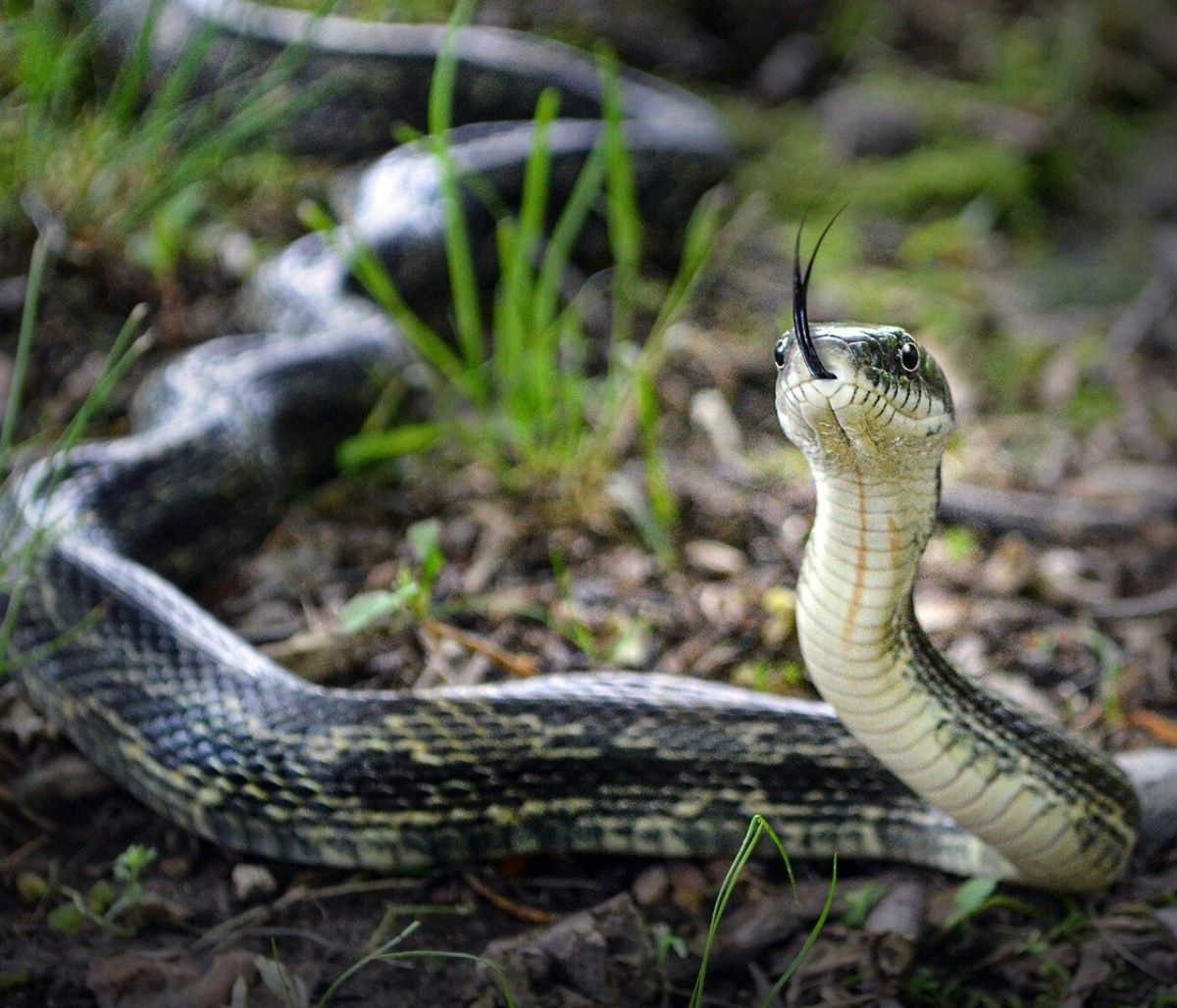 Πήγε να σώσει φίδι από το δρόμο και τον τσίμπησε (video)