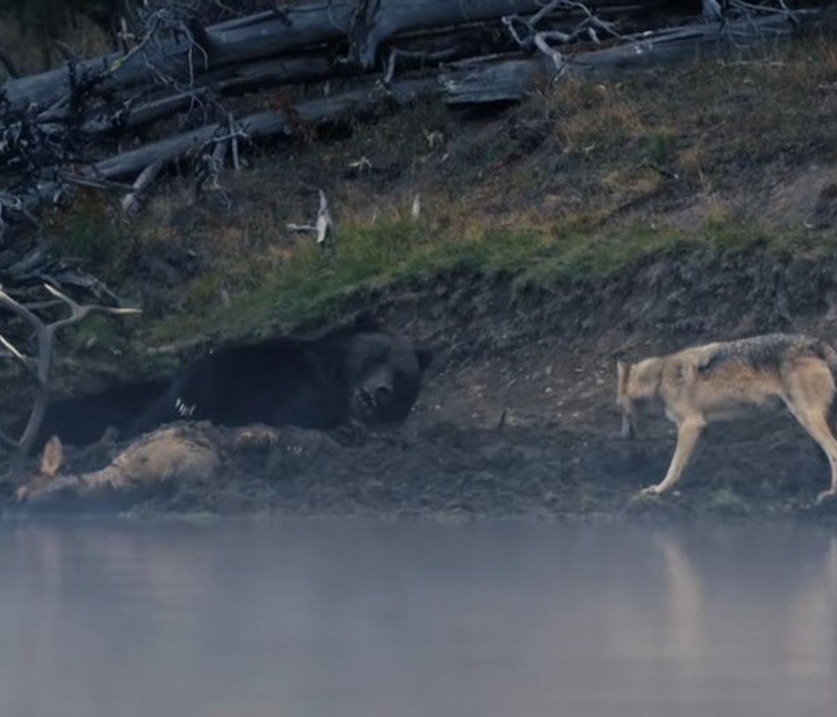 Λύκος πάει να κλέψει το φαγητό αρκούδας - Η απίστευτη αντίδρασή της (video)