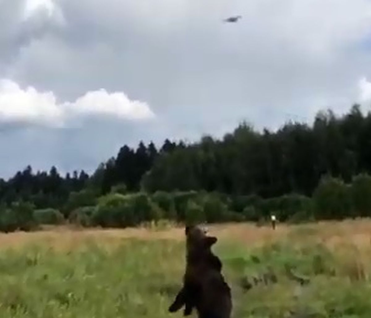 Παιχνιδιάρα αρκούδα θέλει να αρπάξει ένα drone (video)