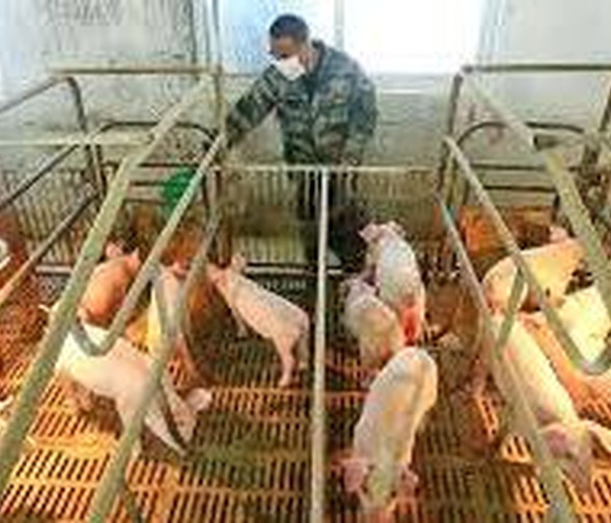 Γρίπη των χοίρων (Η1Ν1) Vs. COVID-19: Δείτε πώς συγκρίνονται οι δύο πανδημίες