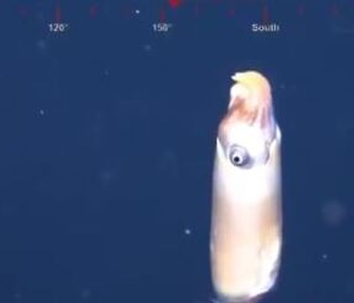 Επιστήμονες κατέγραψαν για πρώτη φορά σπάνιο καλαμάρι στην άβυσσο (video)