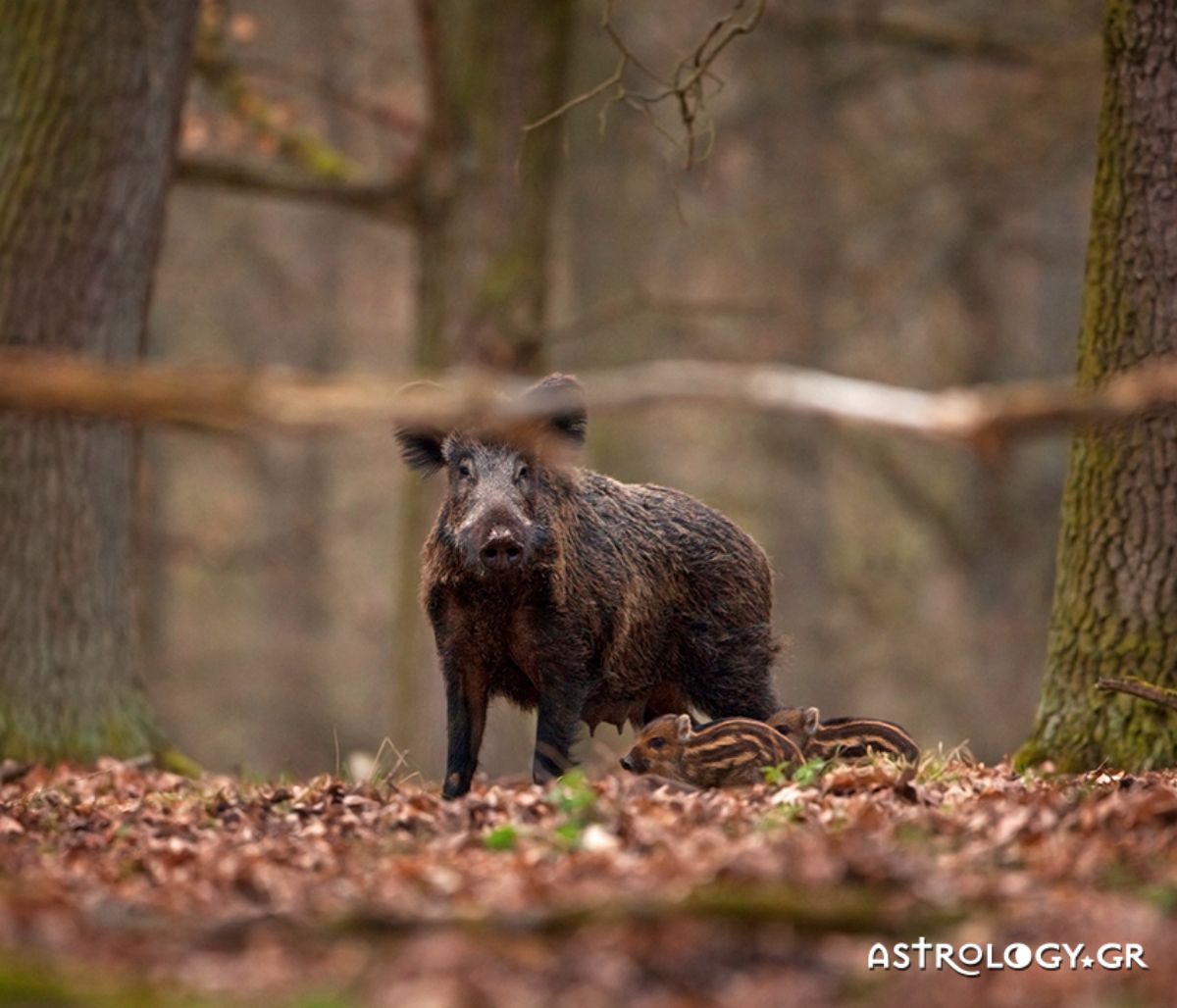 Διάβασε ΔΩΡΕΑΝ την προσωπική σου πρόβλεψη, για σήμερα 08/11/2020