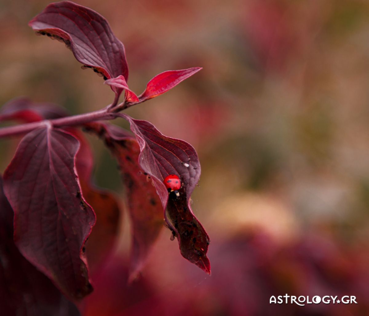 Διάβασε ΔΩΡΕΑΝ την προσωπική σου πρόβλεψη, για σήμερα 13/11/2020