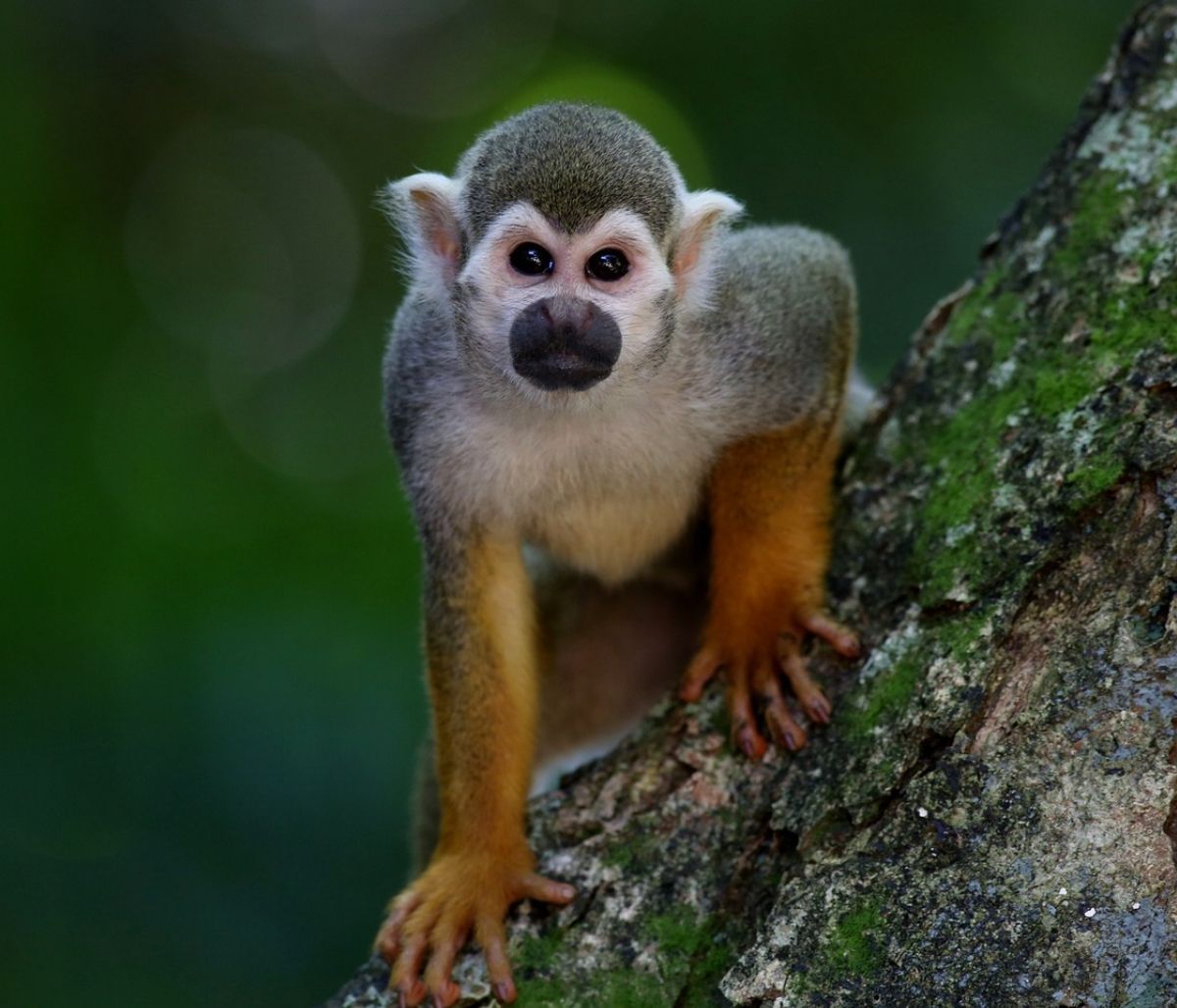 Βγήκε έξω από το σπίτι της και είδε μαϊμού να κάνει το απίστευτο (vid)
