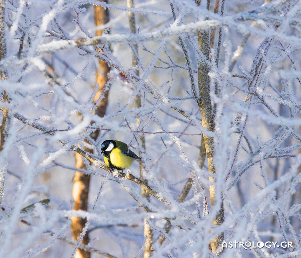 Διάβασε ΔΩΡΕΑΝ την προσωπική σου πρόβλεψη, για σήμερα 09/01/2021