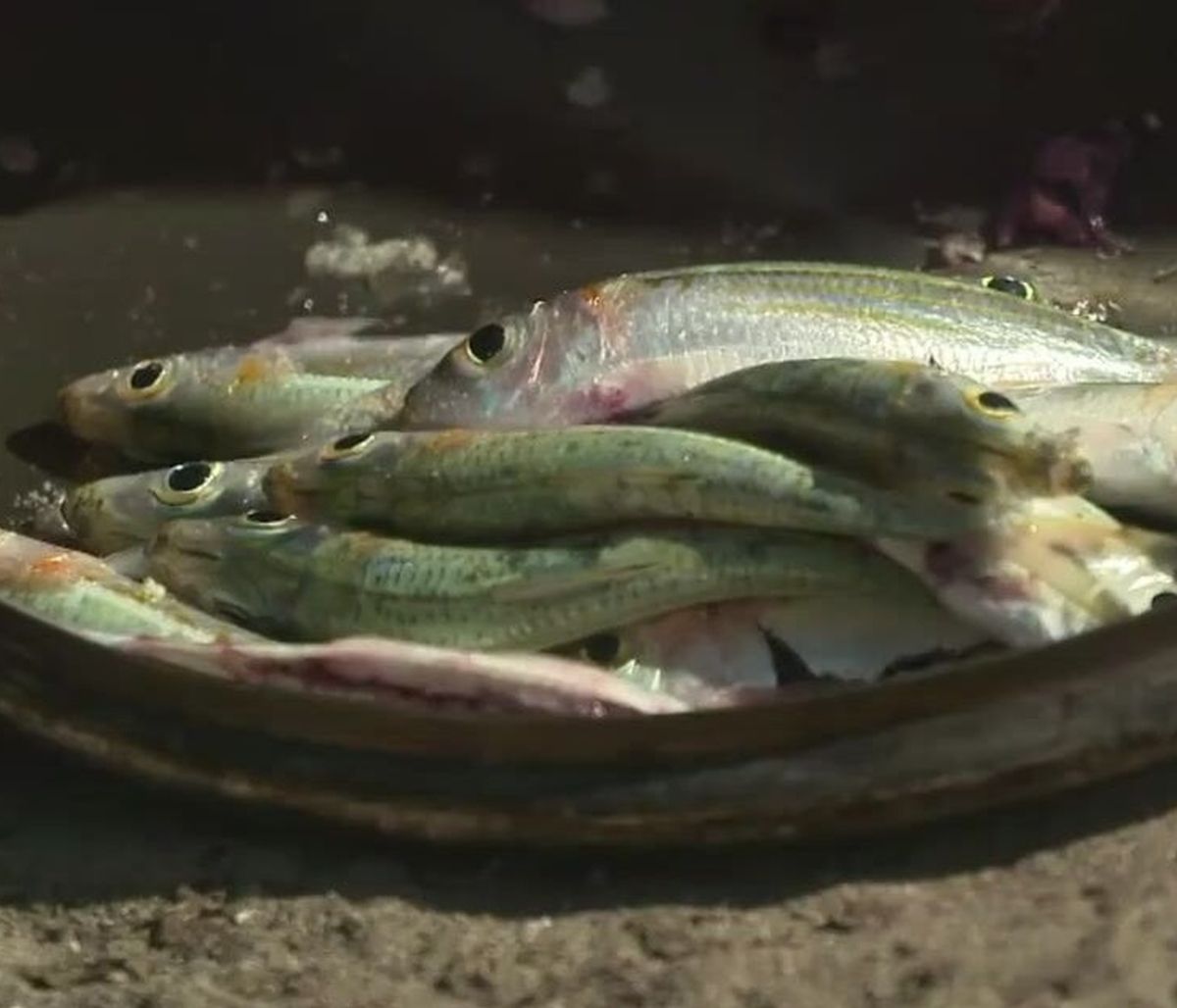 Survivor: Ψαροταβέρνα οι... Μαχητές! Χαμός με το πεζόβολο, δεν θα πεινάσουν ποτέ...