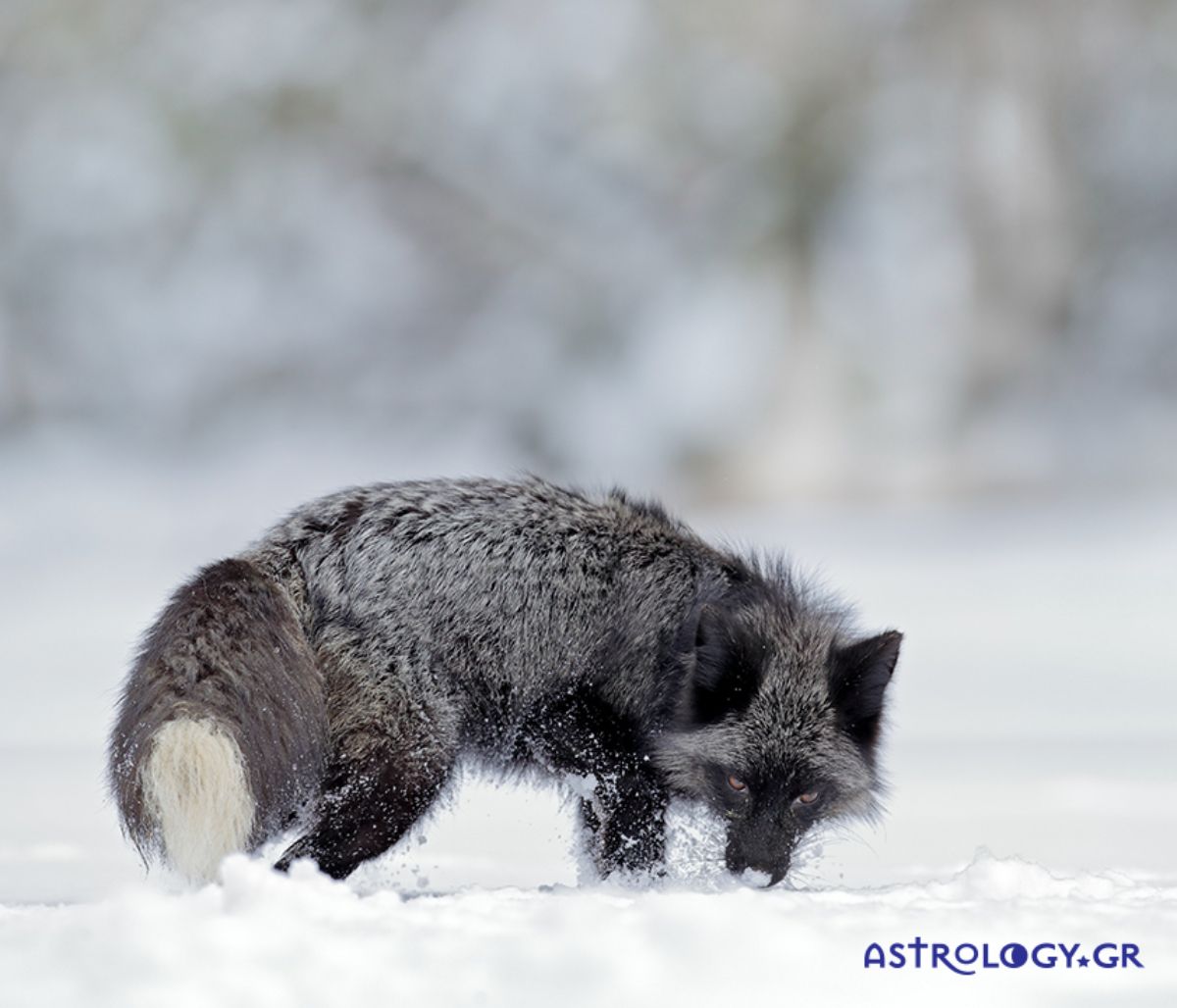 Διάβασε ΔΩΡΕΑΝ την προσωπική σου πρόβλεψη, για σήμερα 15/01/2021