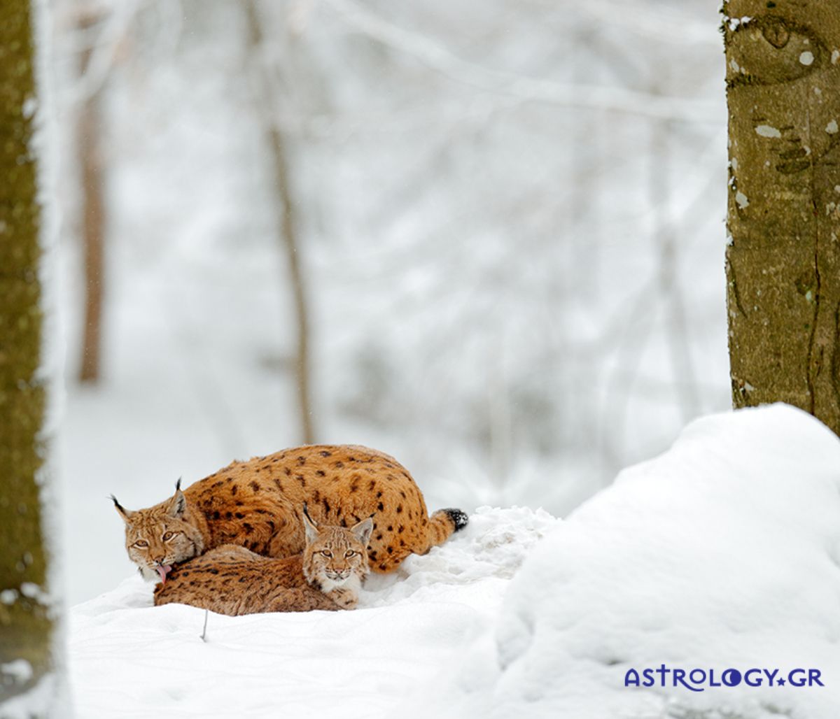 Διάβασε ΔΩΡΕΑΝ την προσωπική σου πρόβλεψη, για σήμερα 27/02/2021
