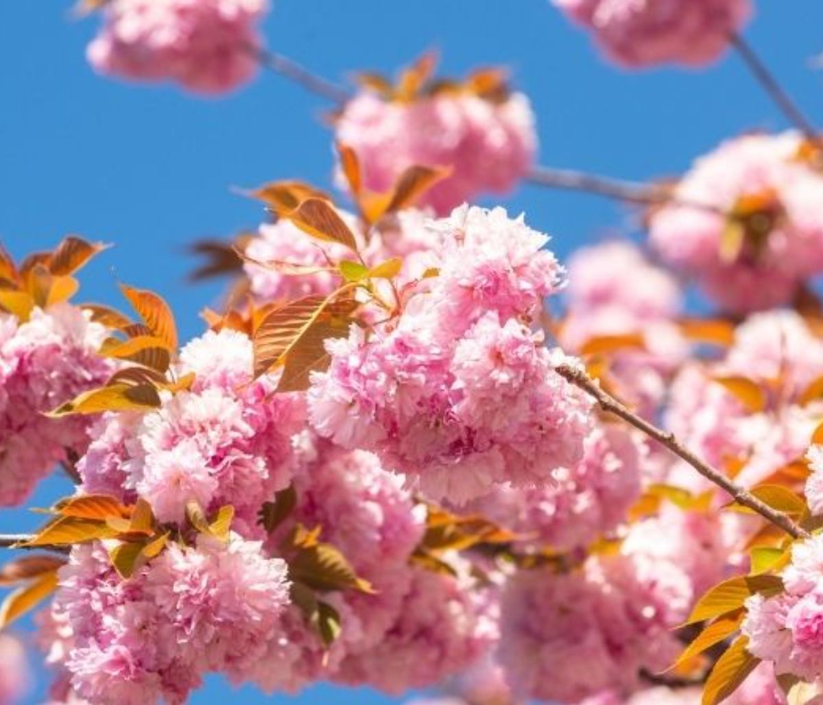 Κινέζικη αστρολογία: Προβλέψεις των ζωδίων από 13/03 έως 12/04