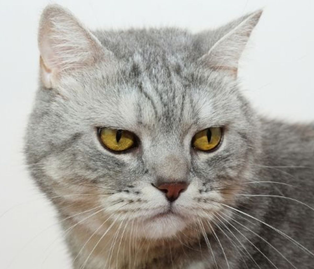 Αυτά είναι τα 4 ζώδια που κατηγορούνται συχνά για αναισθησία!