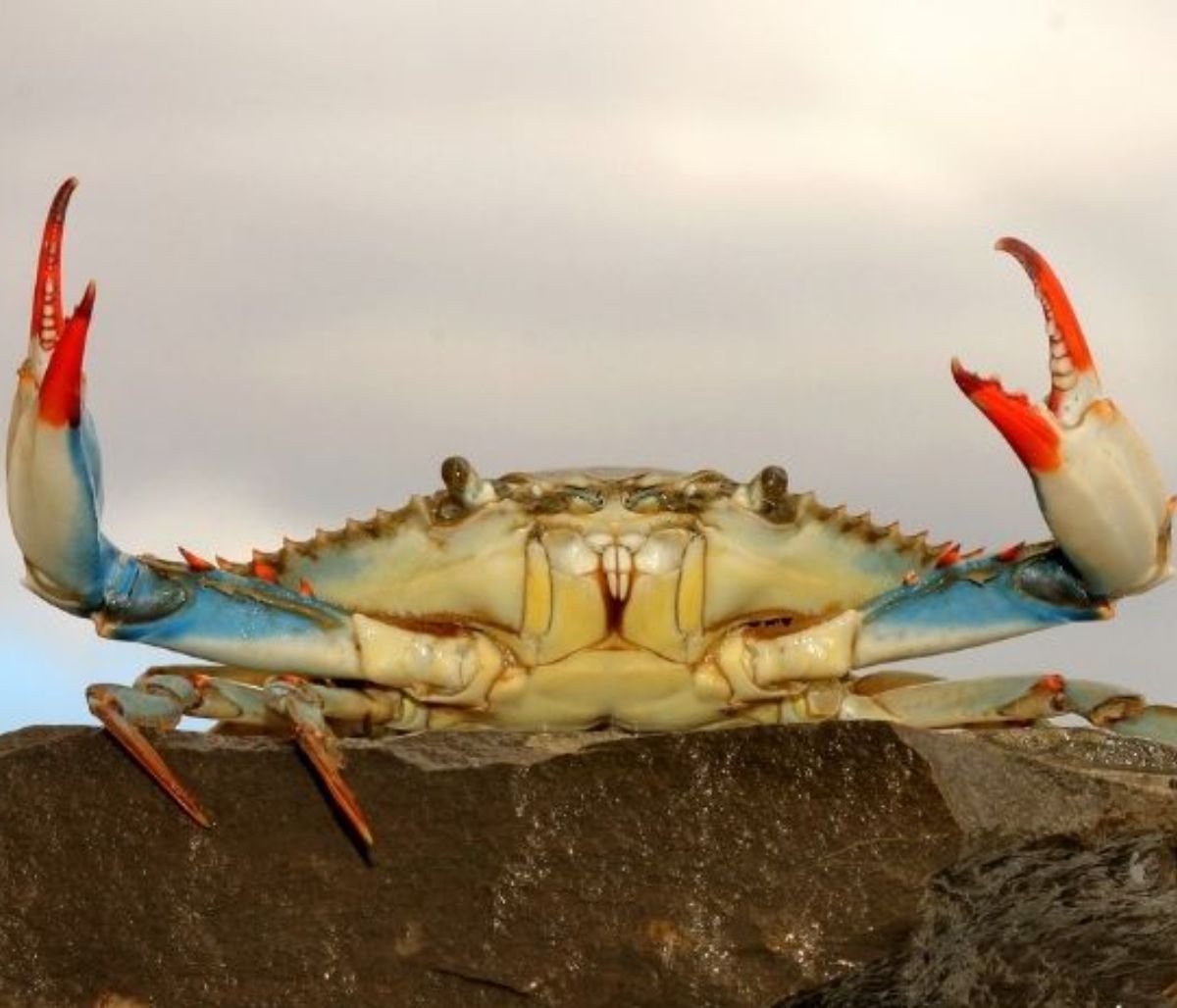 Σήμερα 23/04:  Άρης στον Καρκίνο-Να είσαι σε επιφυλακή