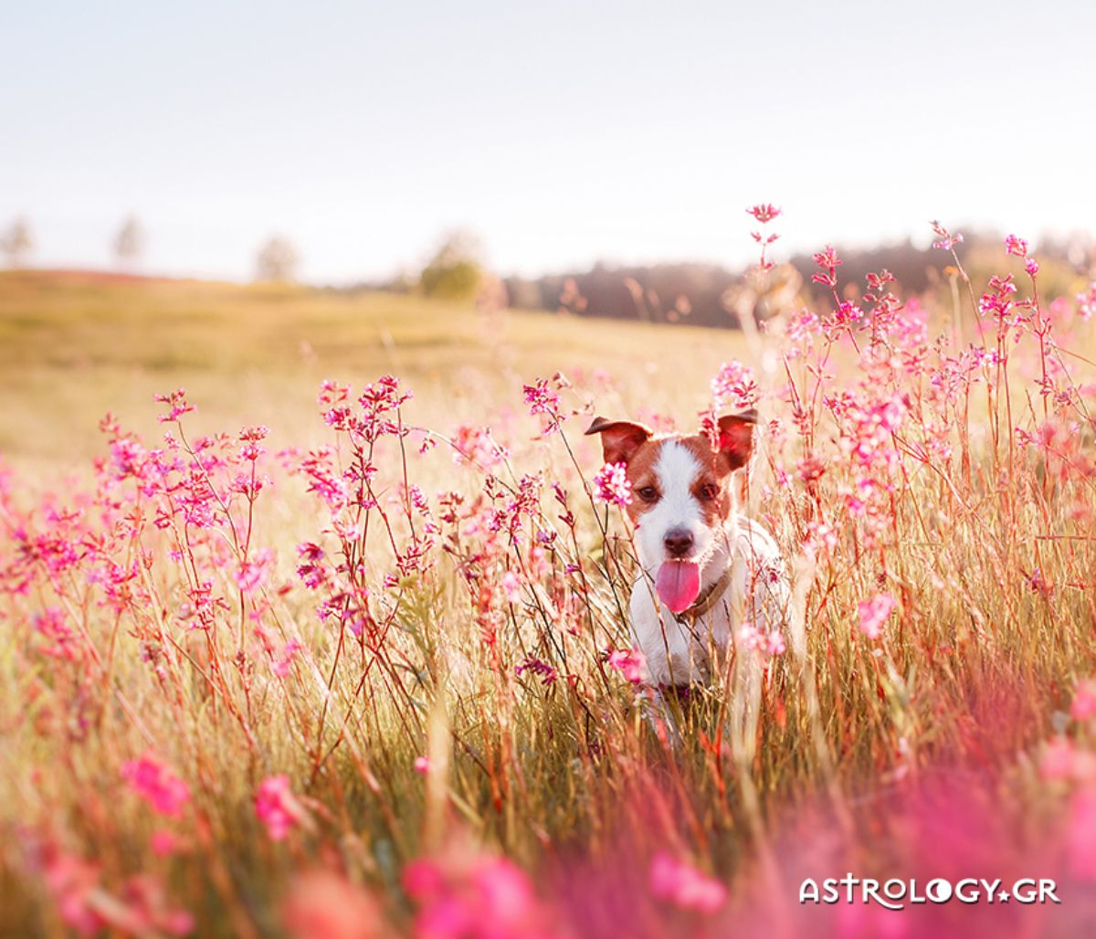 Διάβασε ΔΩΡΕΑΝ την προσωπική σου πρόβλεψη, για σήμερα 08/05/2021