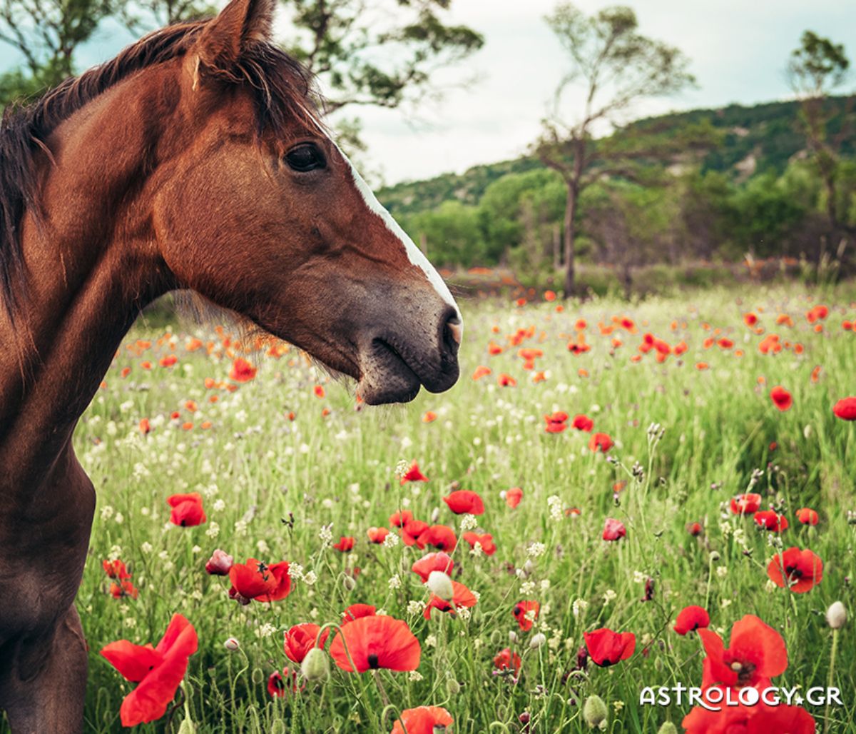 Διάβασε ΔΩΡΕΑΝ την προσωπική σου πρόβλεψη, για σήμερα 12/05/2021