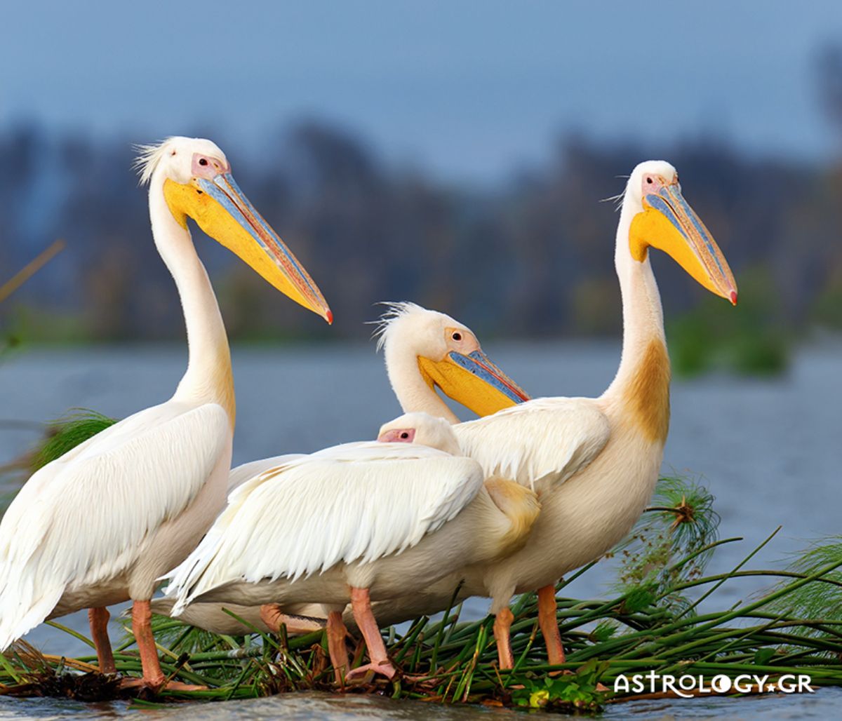 Διάβασε ΔΩΡΕΑΝ την προσωπική σου πρόβλεψη, για σήμερα 30/06/2021