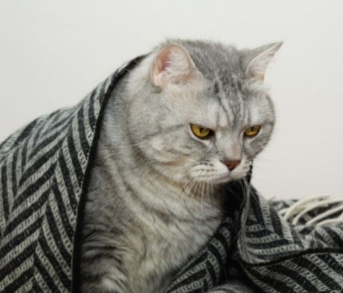 Εσείς ψηφίσατε τα πιο αχάριστα ζώδια