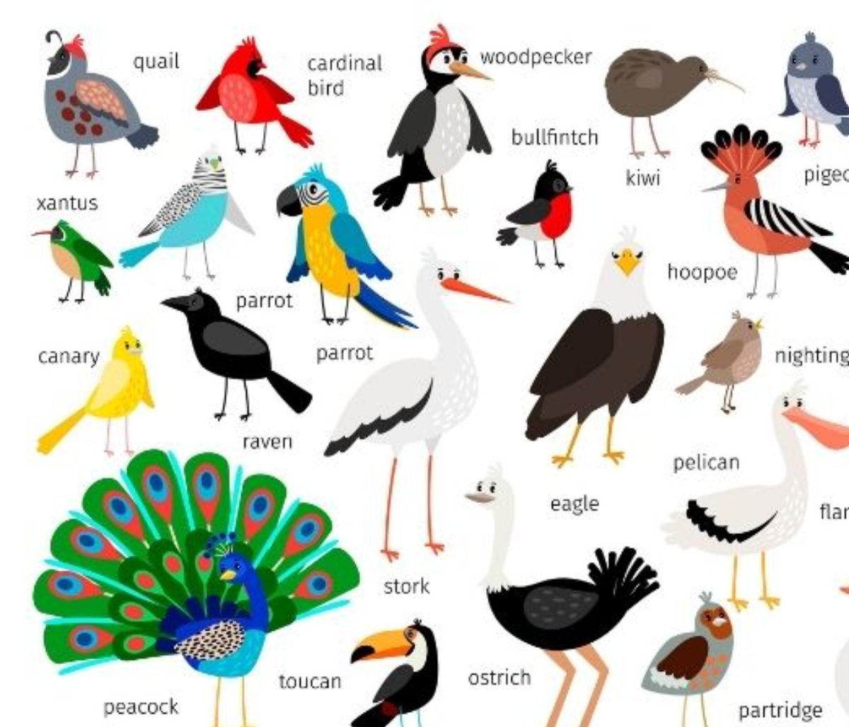 Ποιο πουλί αντιστοιχεί στο μήνα που γεννήθηκες και τι δηλώνει για σένα;