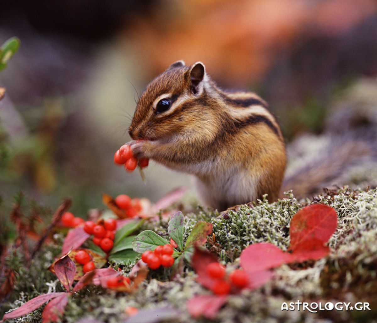 Διάβασε ΔΩΡΕΑΝ την προσωπική σου πρόβλεψη, για σήμερα 03/11/2021
